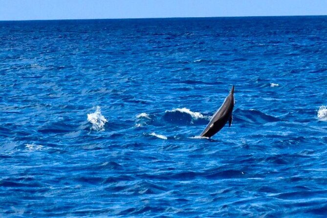 Dolphins Encounter and Whale Watching - Meeting dolphins in open water