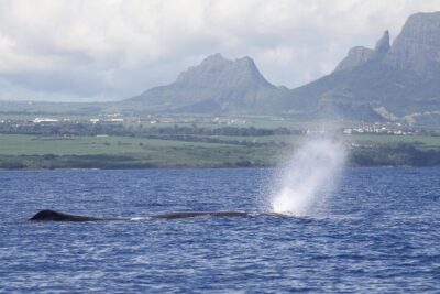 Dolphins Encounter and Whale Watching