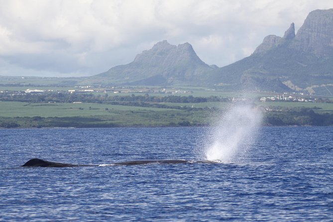 Dolphins Encounter and Whale Watching - Listening for whales with a hydrophone