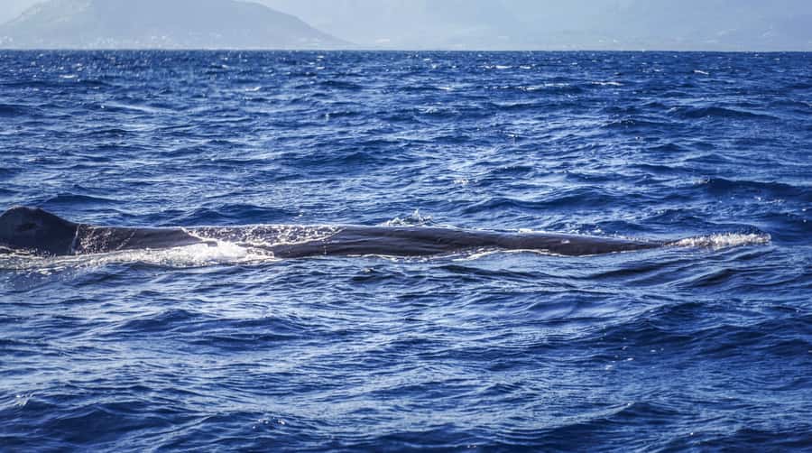 Dolphins & whale watching - Key points before you book