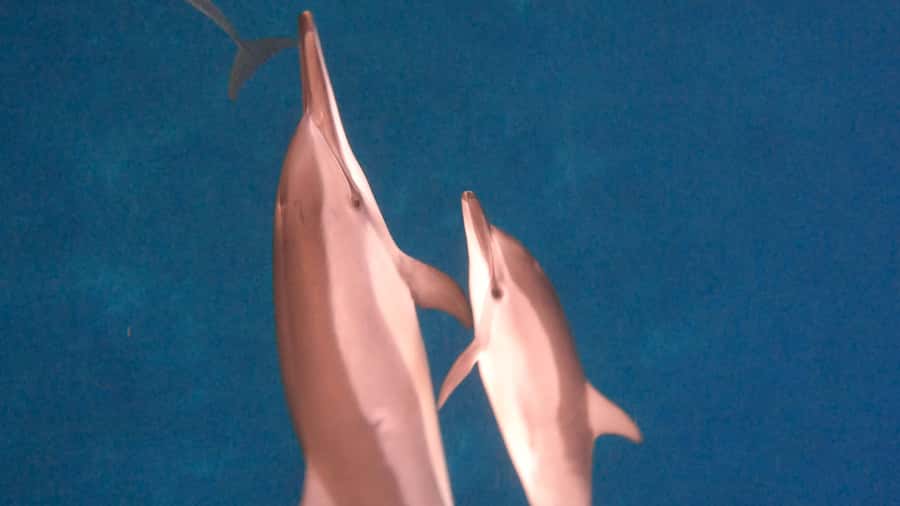 Dolphins & whale watching - Meeting dolphins in their own environment
