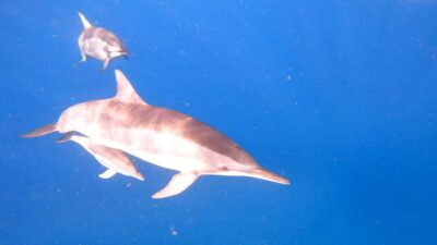 Dolphins & whale watching