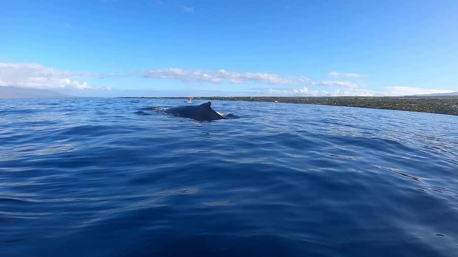 Dolphins & Whales, Private Tour Snorkeling - Key points to know before booking