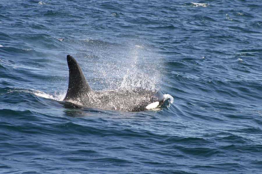 Dolphins & Whales, Private Tour Snorkeling - Whale watching with realistic expectations