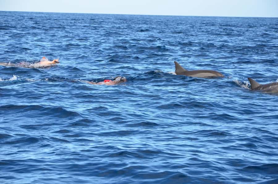 Dolphins & Whales, Private Tour Snorkeling - Comfort, timing, and what to bring