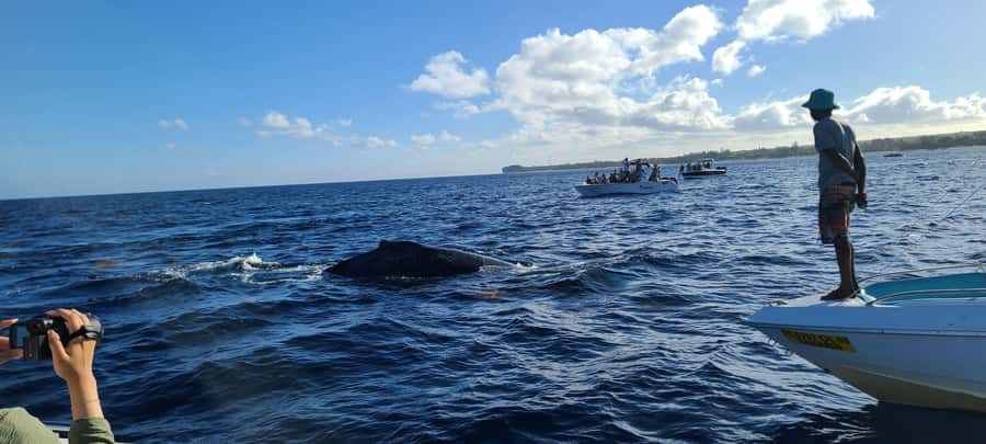 Dolphins & Whales, Private Tour Snorkeling - Who will enjoy this most?