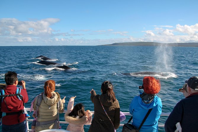 Dunsborough Whale Watching Eco Tour - Key points before you book