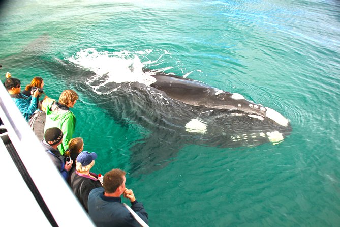 Dunsborough Whale Watching Eco Tour - Setting out from Quindalup on Geographe Bay