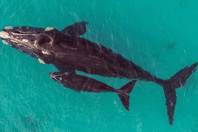 Dunsborough Whale Watching Eco Tour - Commentary that adds meaning to the sightings