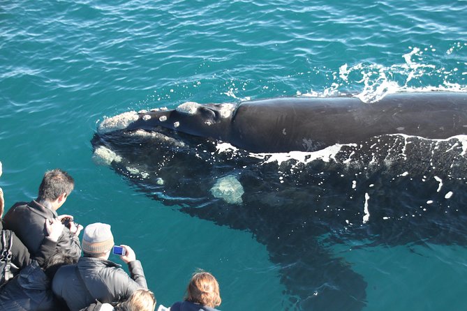 Dunsborough Whale Watching Eco Tour - What a good day on the water can look like