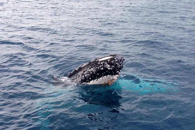 Dunsborough Whale Watching Eco Tour - Tea, biscuits, and the small comforts