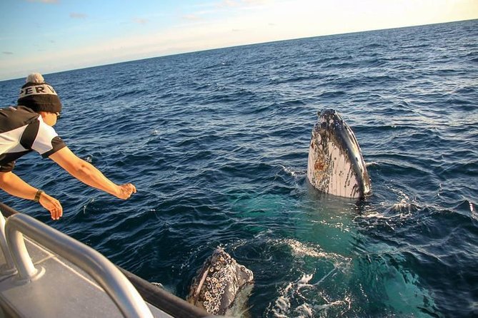 Dunsborough Whale Watching Eco Tour - Is the $75.31 price good value?
