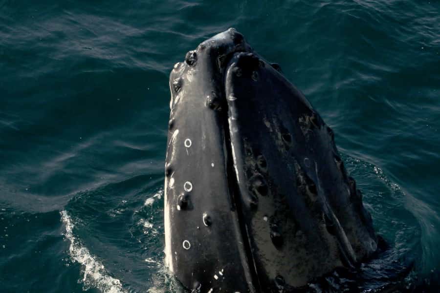 Dunsborough: Whale Watching Tour - Key points at a glance