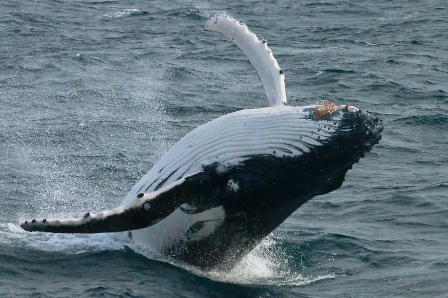 Dunsborough: Whale Watching Tour - The southbound humpback migration