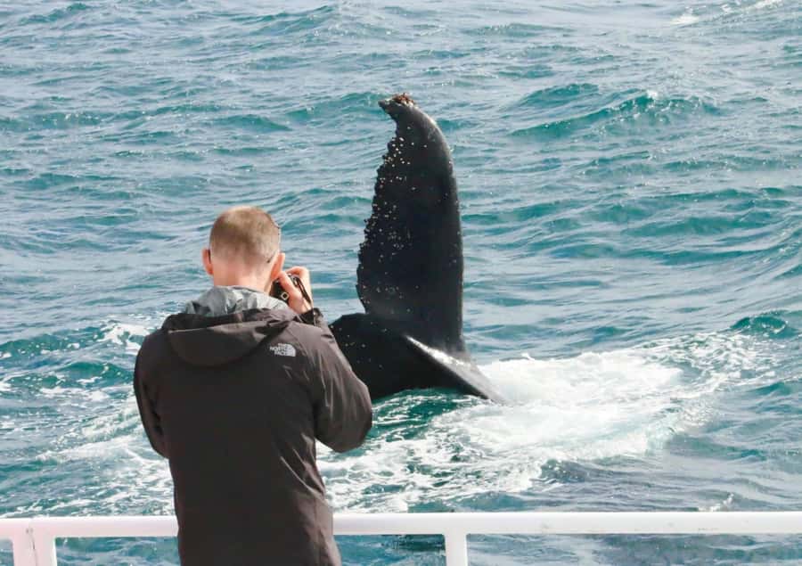 Dunsborough: Whale Watching Tour - Blue whales in October and November