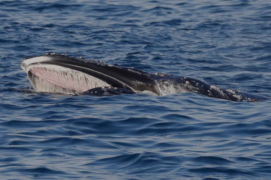 Dunsborough: Whale Watching Tour - Dolphins, cliffs, and the Cape Naturaliste coast