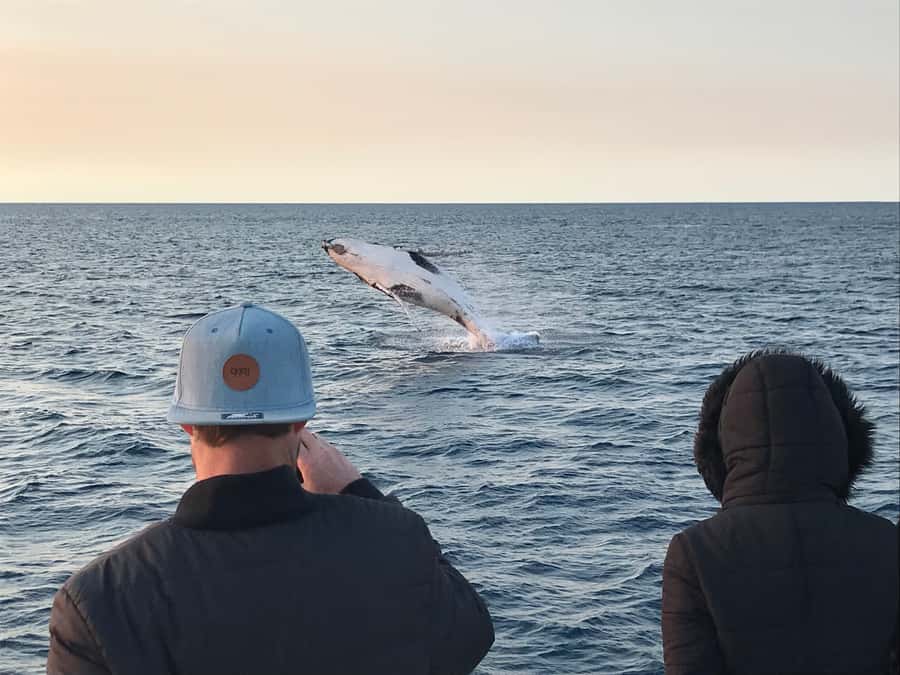 Dunsborough: Whale Watching Tour - Who will enjoy this cruise most?