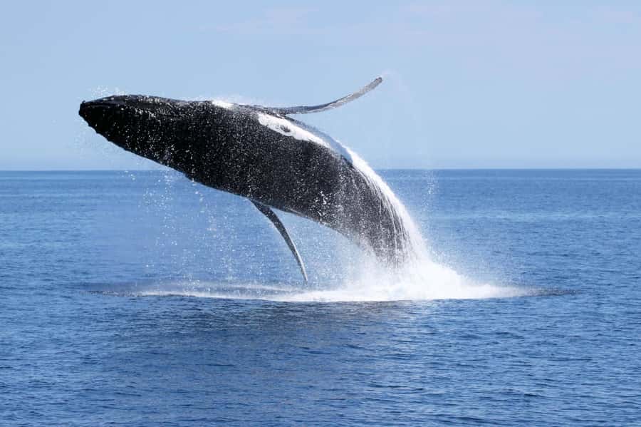 Dunsborough: Whale Watching Tour - Two and a half hours on Geographe Bay