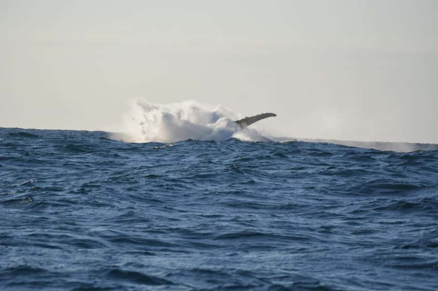 Durban: Durban: Whale and Dolphin Watching Boat Tour - Winter whales from May through November