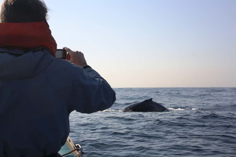 Durban: Durban: Whale and Dolphin Watching Boat Tour - Dolphins, turtles, birds, and the other possibilities