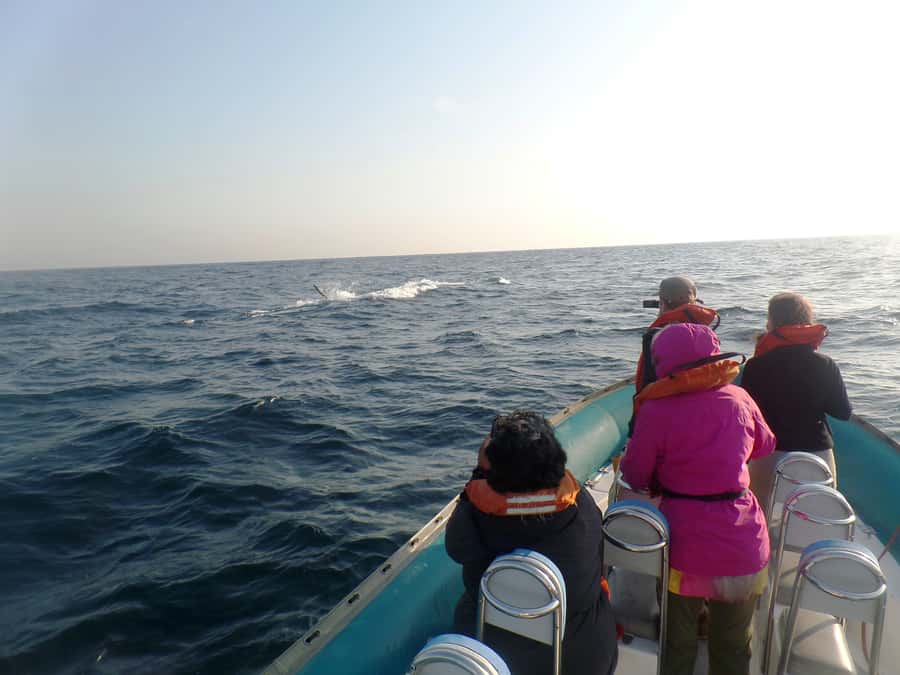 Durban: Durban: Whale and Dolphin Watching Boat Tour - The guides make the difference