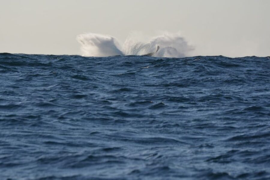 Durban: Durban: Whale and Dolphin Watching Boat Tour - Is $102 good value for two hours?
