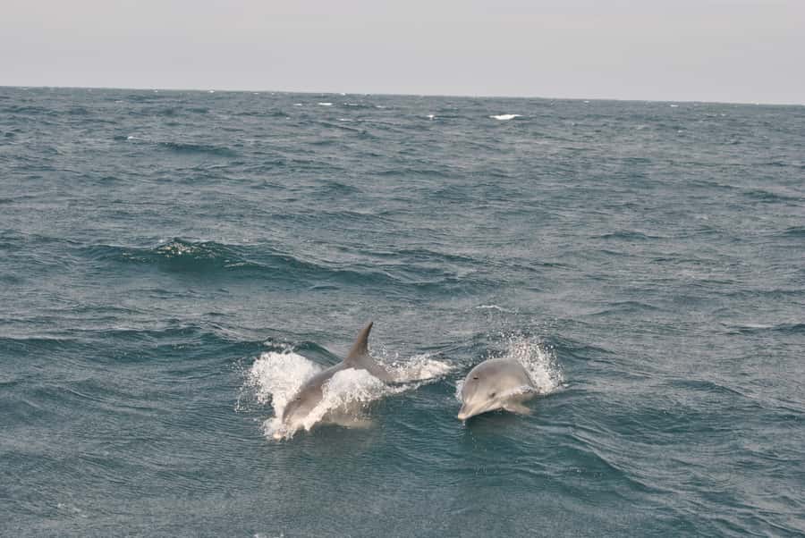 Durban: Durban: Whale and Dolphin Watching Boat Tour - Practical comfort and who should book