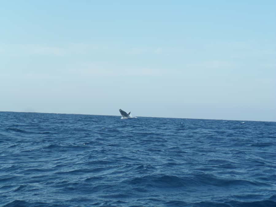 Durban: Durban: Whale and Dolphin Watching Boat Tour - What the two-hour route feels like