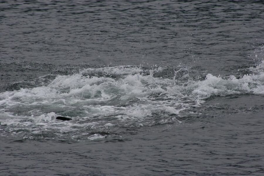 Ear Mountain Charters tours: whale watching or fishing - Choosing between whale watching and fishing