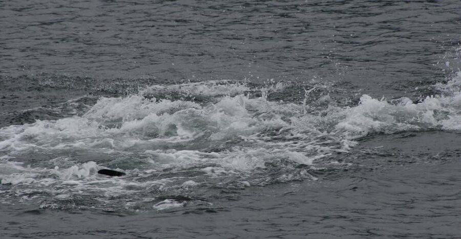 Ear Mountain Charters tours: whale watching or fishing - The 32-foot boat and what it means for comfort
