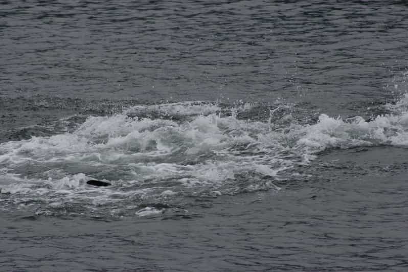 Ear Mountain Charters tours: whale watching or fishing - The scenery is part of the experience