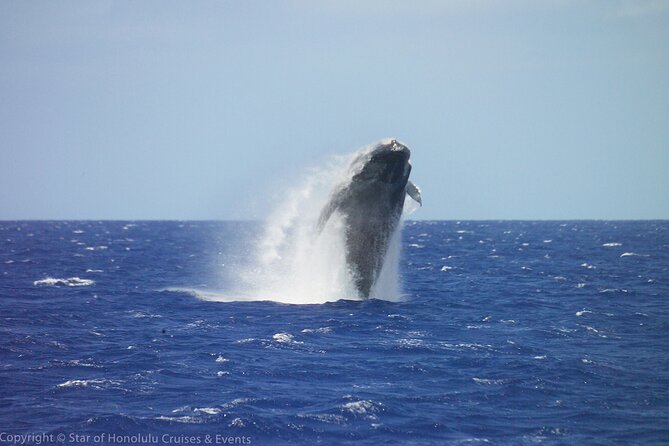 Early Bird Whale Watching Cruise from Waikiki - Key points to know before booking