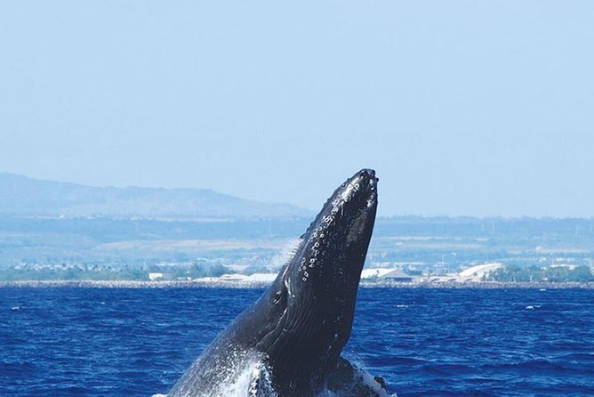 Early Bird Whale Watching Cruise from Waikiki - How good is the whale watching?
