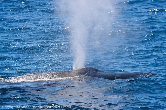 Early Bird Whale Watching Cruise from Waikiki - The price and who gets good value