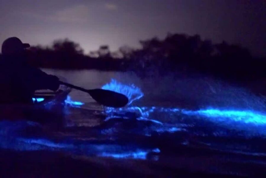 Eastsound: Orcas Island Bioluminescent Kayak Tour - Key points to know before you book