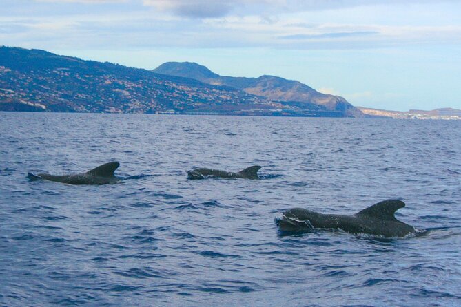 Eco-Friendly Catamaran Dolphin and Whale Watching - Eco-friendly aims and responsible wildlife viewing