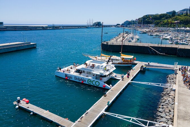 Eco-Friendly Catamaran Dolphin and Whale Watching - Is $42.34 good value?