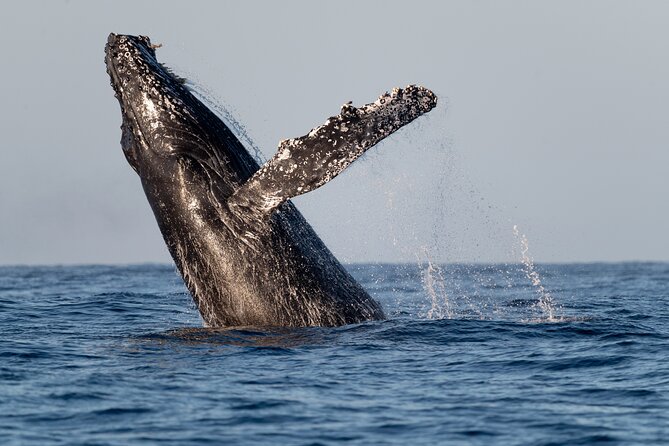 Educational Sunrise Whale Watching with Photos Included - A 6:00 am Start at the Cabo Marina