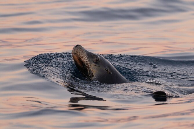 Educational Sunrise Whale Watching with Photos Included - Lover’s Beach, Sea Lions, and the Arch