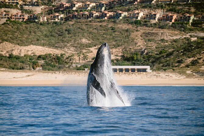 Educational Sunrise Whale Watching with Photos Included - The Value of an Early Morning Wildlife Trip