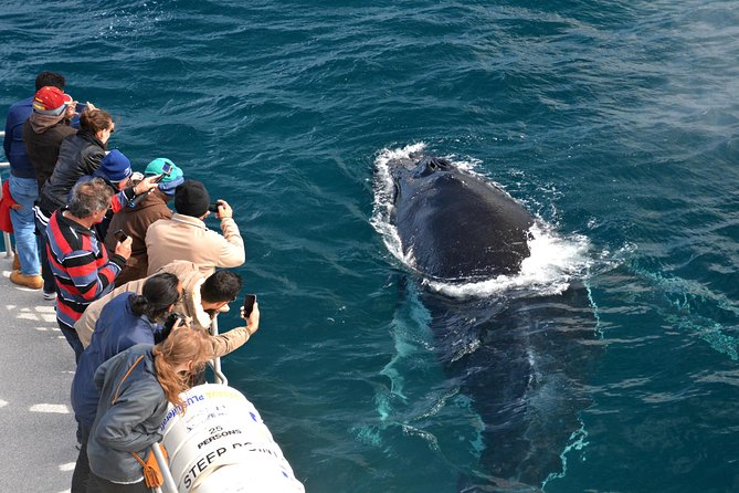 Educational Whale Watching Tour from Perth - Setting out from Fremantle’s fishing harbor