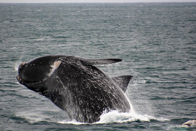 Educational Whale Watching Tour from Perth - Weather, rough seas, and motion sickness