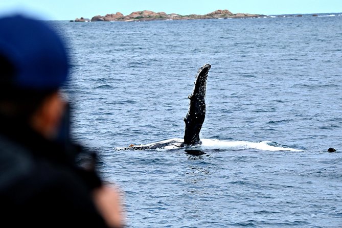 Educational Whale Watching Tour from Perth - Value at $68.14 per person