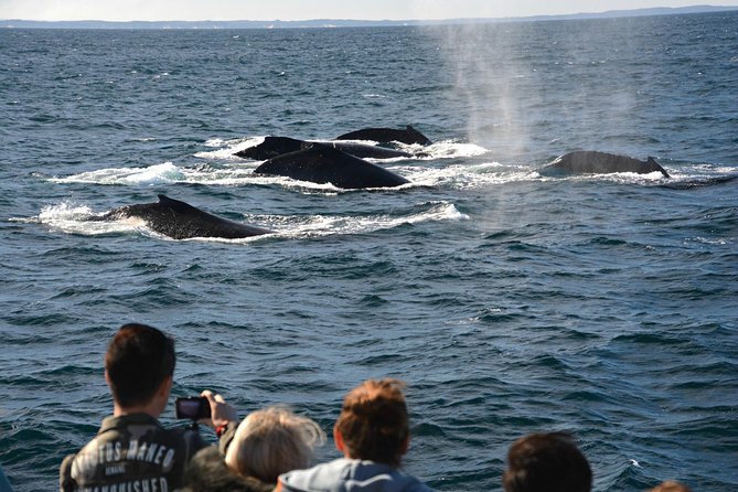 Educational Whale Watching Tour from Perth - What you may see on the water