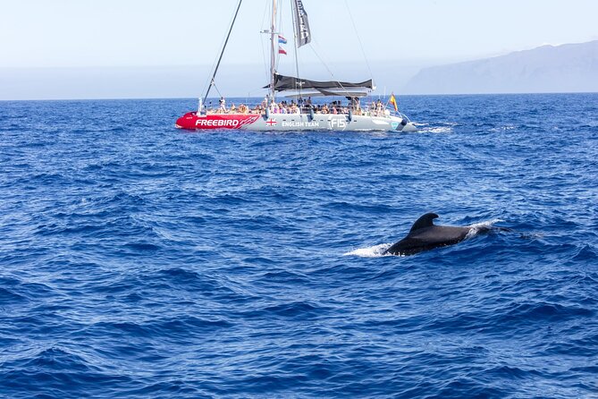 Exclusive Freebird Catamaran Whale and Dolphin Cruise to Caleta - Key points to know before you book