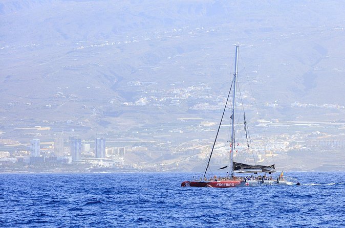 Exclusive Freebird Catamaran Whale and Dolphin Cruise to Caleta - A closer look at the three-hour rhythm