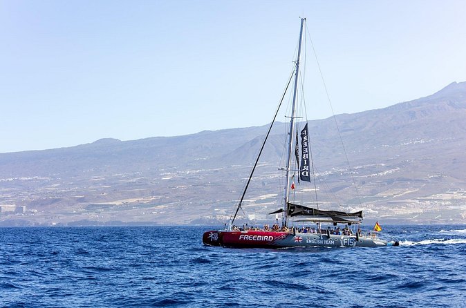 Exclusive Freebird Catamaran Whale and Dolphin Cruise to Caleta - Practical advice for a smoother day
