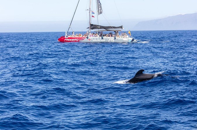 Exclusive Freebird Catamaran Whale and Dolphin Cruise to Caleta - Is the Freebird Catamaran cruise worth booking?