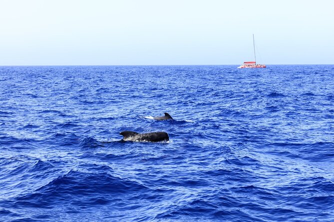 Exclusive Freebird Catamaran Whale & Dolphin to Masca From South - Leaving Porto Colón for the open water