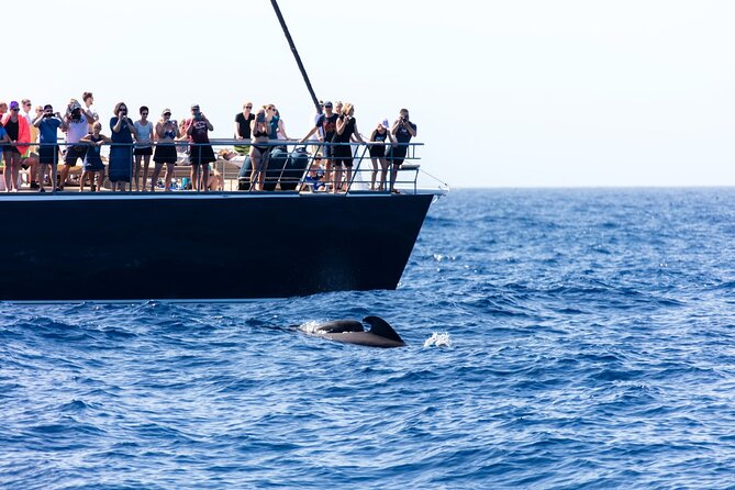 Exclusive Freebird Catamaran Whale & Dolphin to Masca From South - Crew service can shape the whole day